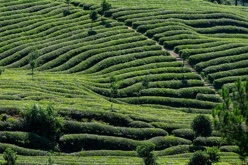 Green tea